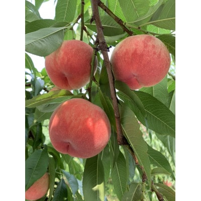 山形県産桃【おどろき】2kg箱　満杯詰め(5個～7個)
