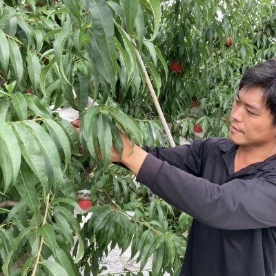 山形県産桃【おどろき】2kg箱　満杯詰め(5個～7個)