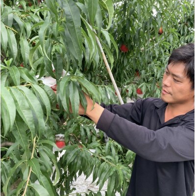 山形県産桃【川中島・黄金桃　2色セット】2Kg箱　満杯詰め(6～8個入り)