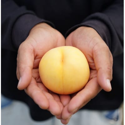 《先行受付》2024年発送　山形県産　黄桃(品種おまかせ)　約3kg箱満杯詰め(8個～14個入り)