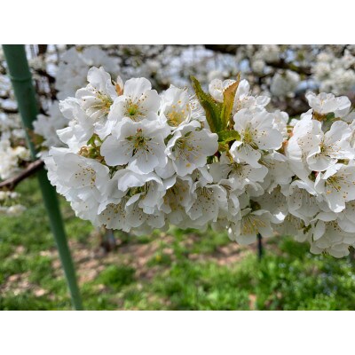 《先行受付》2024年度発送　山形県産さくらんぼ　佐藤錦秀L　700g(350g×2)バラ詰め
