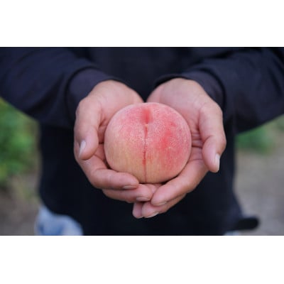 《先行受付》2025年発送　硬い桃(山形県産白桃)3kg