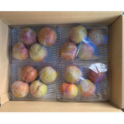 《先行受付》2026年度発送　山形県産　すもも【秋姫】 2kg(500g×4パック)　「ご家庭用」