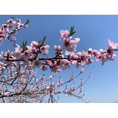 《先行受付》2025年発送　山形県産白桃・黄桃【品種・玉数おまかせ】箱詰め　3kg(8～14個入り)