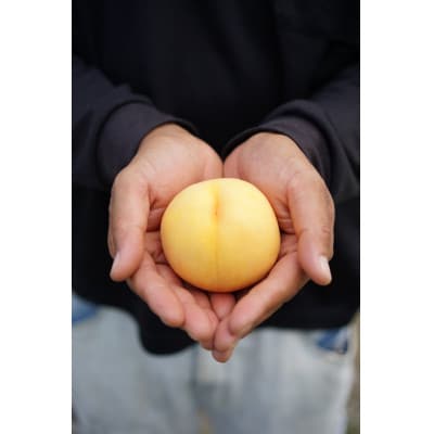 《先行受付》2025年発送　山形県産　黄桃(品種おまかせ)　約3kg箱(8個～14個入り)