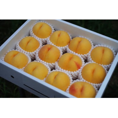 《先行受付》2026年発送　山形県産黄桃品種おまかせ2.5kg(8個～14個入)