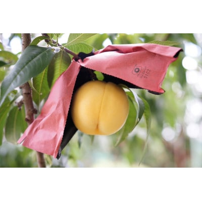 《先行受付》2026年発送　山形県産黄桃品種おまかせ2.5kg(8個～14個入)