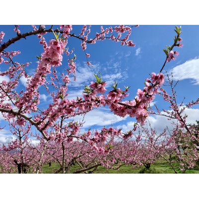 《先行受付》2026年発送　山形県産秋の桃　2.5kg(8個～12個入)