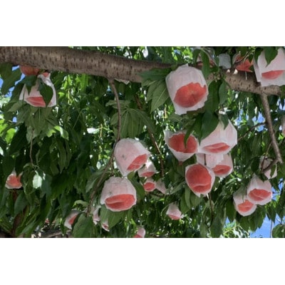 《先行受付》2026年発送　山形県産秋の桃　2.5kg(8個～12個入)