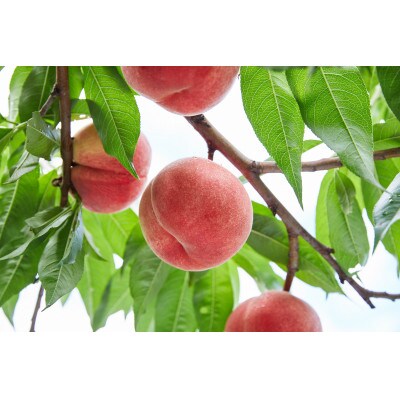 【2023年度産先行受付】山形のおいしい桃2kg