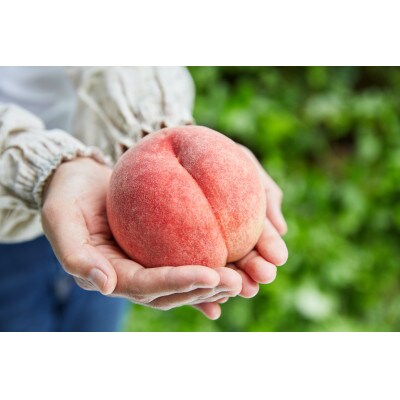 【2023年度産先行受付】山形のおいしい桃2kg