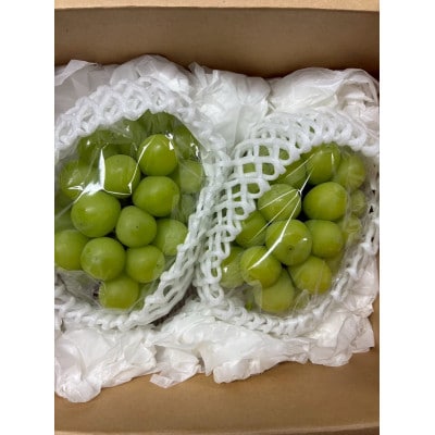 【発送月固定定期便】【2026年発送予定】人気くだものコンビ!定期便　ももとシャインマスカット全2回