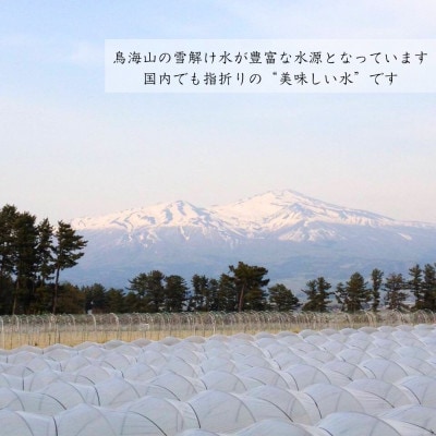 【庄内砂丘メロン】みちのく夏ギフト アンデスメロン(青肉) 秀2L 2玉