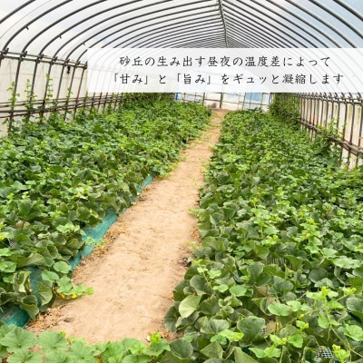 【庄内砂丘メロン】みちのく夏ギフト アンデスメロン(青肉) 秀2L 2玉