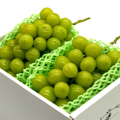 産直直送!もぎたて!シャインマスカット 　秀品　約1.2kg 　2～3房