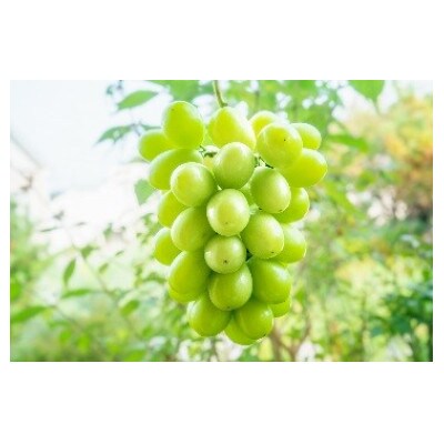 【9月より順次出荷】山形県産シャインマスカット　約5kg(5～7房)