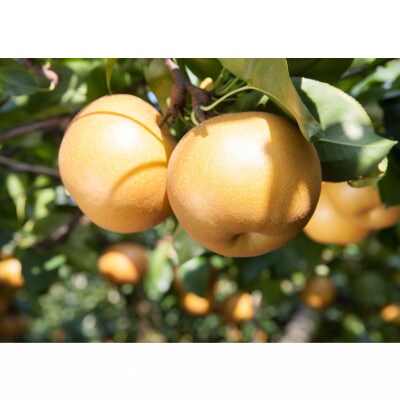 【9月より順次出荷】山形県産　和梨(幸水・豊水)　約3kg(7~12玉)