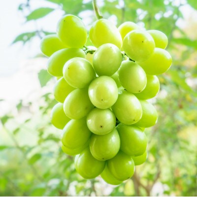 産地直送!もぎたて!シャインマスカット 　秀品　約2kg　3～4房