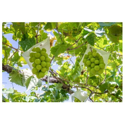 産地直送!もぎたて!シャインマスカット 　秀品　約2kg　3～4房