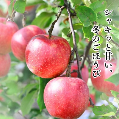 【訳あり】山形県産 サンふじ りんご 10kg バラ詰め ご自宅用