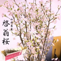 山形県産 啓翁桜 80cm 8本 ご自宅で咲く雅な桜 特秀品 2023年12月下旬より発送予定