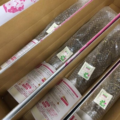 山形県産　啓翁桜　80cm　8本　ご自宅で咲く雅な桜　特秀品　2024年12月下旬より発送予定