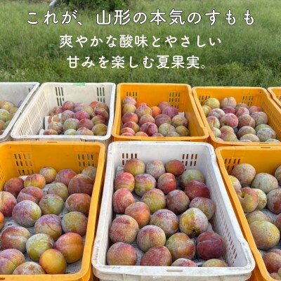 山形県産 大きめサイズのすもも秋姫 1.5kg(8～10玉) 秀品 贈答品《令和8年度発送》
