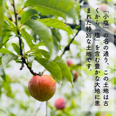 山形県産 大きめサイズのすもも秋姫 1.5kg(8～10玉) 秀品 贈答品《令和8年度発送》