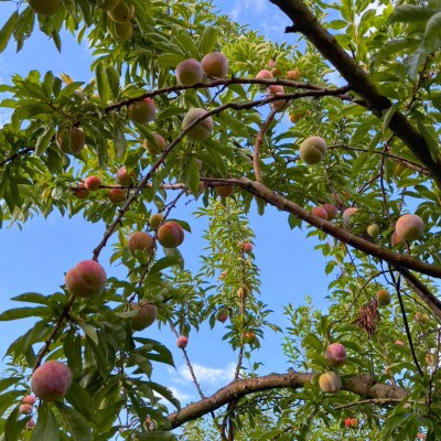 山形県産 大きめサイズのすもも秋姫 1.5kg(8～10玉) 秀品 贈答品《令和8年度発送》