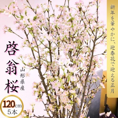 山形県産　啓翁桜　120cm　5本　ご自宅で咲く雅な桜　特秀品　2026年12月下旬より順次発送予定
