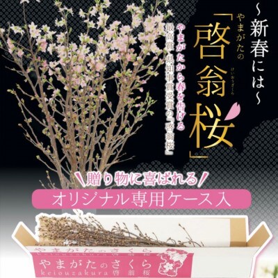 山形県産　啓翁桜　120cm　5本　ご自宅で咲く雅な桜　特秀品　2026年12月下旬より順次発送予定