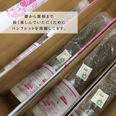 山形県産　啓翁桜　120cm　5本　ご自宅で咲く雅な桜　特秀品　2026年12月下旬より順次発送予定