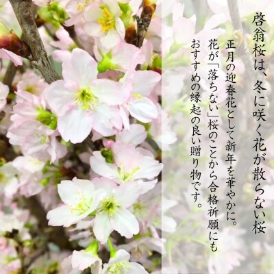 山形県産　啓翁桜　120cm　5本　ご自宅で咲く雅な桜　特秀品　2026年12月下旬より順次発送予定