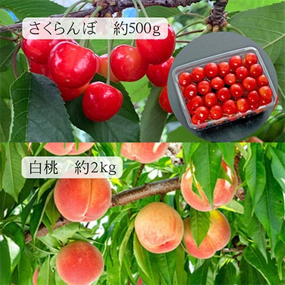 【発送月固定定期便】【令和6年度発送】山形“王道”フルーツ便 全5回