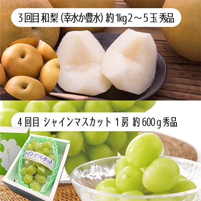 【発送月固定定期便】やまがた爽秋フルーツ 全4回