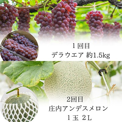 【発送月固定定期便】やまがた 秋味わいフルーツ 全4回