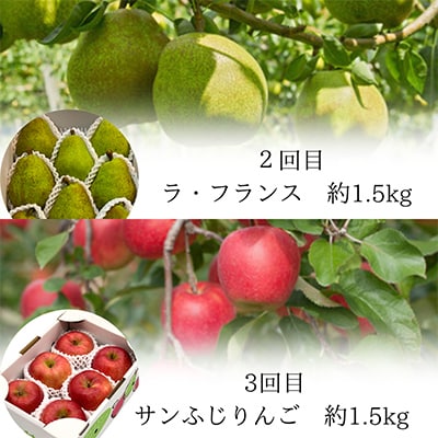 【発送月固定定期便】やまがた 立冬フルーツ 全3回