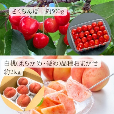 【発送月固定定期便】【令和7年発送】山形“王道”フルーツ便全5回