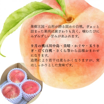 【発送月固定定期便】秋　旬のフルーツ定期便　食べきりサイズのフルーツライン全4回