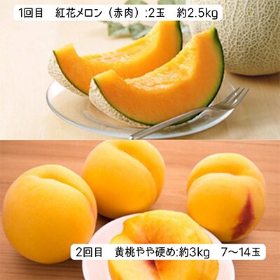 2023年8月発送開始『定期便』【令和5年度発送】みちのく～限定生産～希少黄色系フルーツ全4回