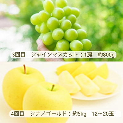 2023年8月発送開始『定期便』【令和5年度発送】みちのく～限定生産～希少黄色系フルーツ全4回