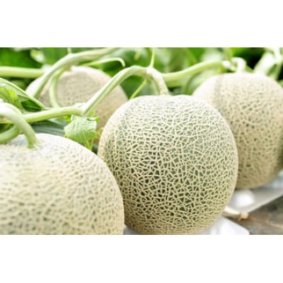【2025年発送】庄内メロン 2玉3L 約2.6kg