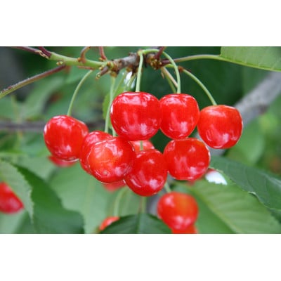 さくらんぼ Lサイズ以上 秀品 紅秀峰 200g×4P(計800g)