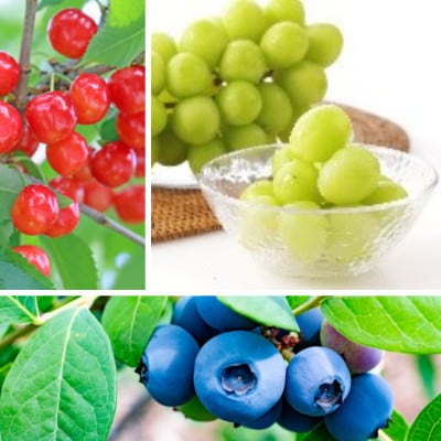 【発送月固定定期便】やまがた夏霞フルーツ定期便全3回