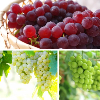 【発送月固定定期便】ぶどう好きのためのぶどう定期便全3回