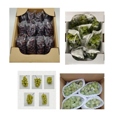 【発送月固定定期便】ぶどう好きのためのぶどう定期便全3回