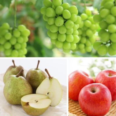 【発送月固定定期便】やまがた秋風フルーツ定期便全3回