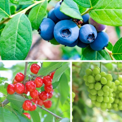 【発送月固定定期便】やまがた晴天のフルーツ定期便全3回