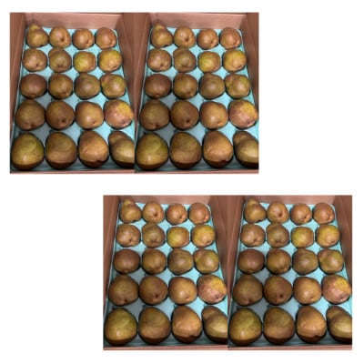 【発送月固定定期便】ご家庭用やまがたラ・フランス定期便全2回