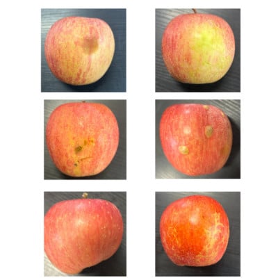 【発送月固定定期便】ご家庭用やまがたりんご定期便全2回